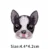 boston terrier