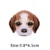 beagle dog